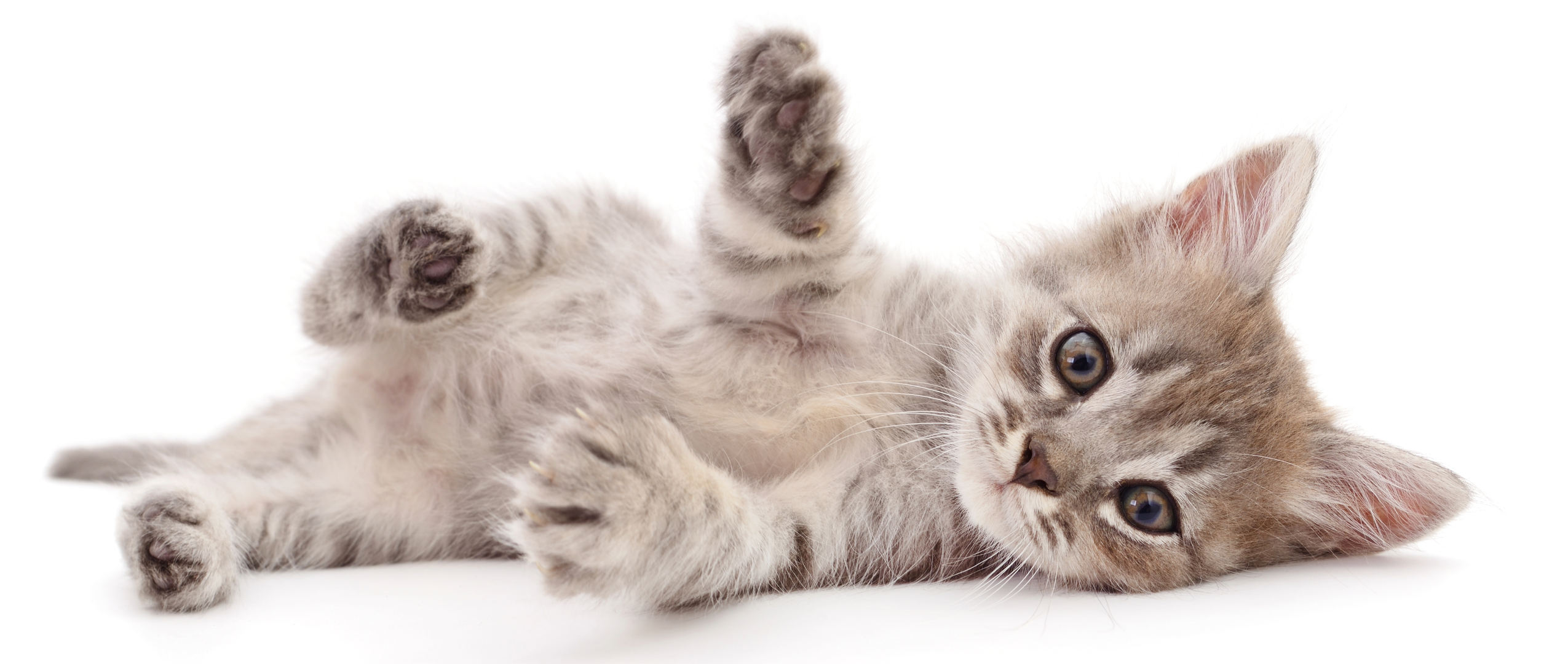 Playful Kitten